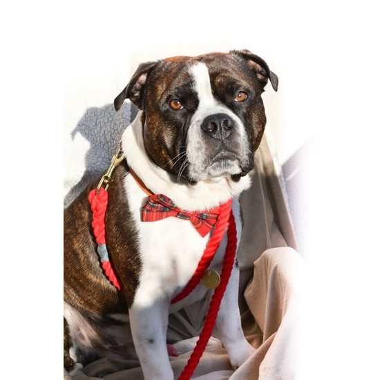 FUNKY DOG Skotský Červený kostkovaný motýlek