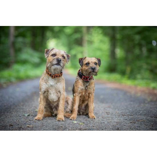 Manmat obojek pro MALÁ PLEMENA SPONA