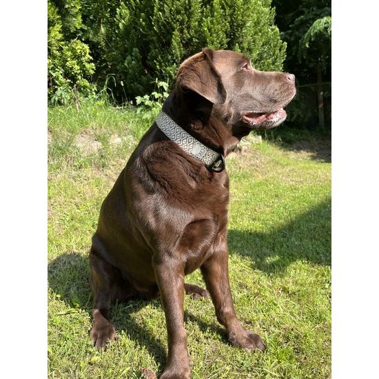 FUNKY DOG Široký psí obojek 4 cm – ekologický, pevný a stylový