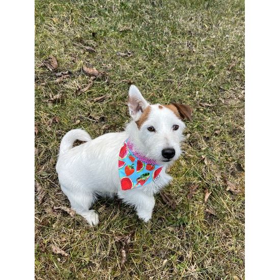 FUNKY DOG Oboustranný růžový šátek pro psa s motivem melounů