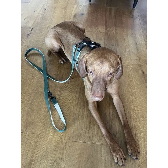 FUNKY DOG Konopný postroj pro psa zeleno černý