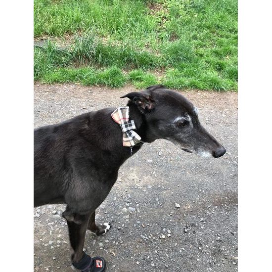 FUNKY DOG Hnědý kostkovaný motýlek Burberry