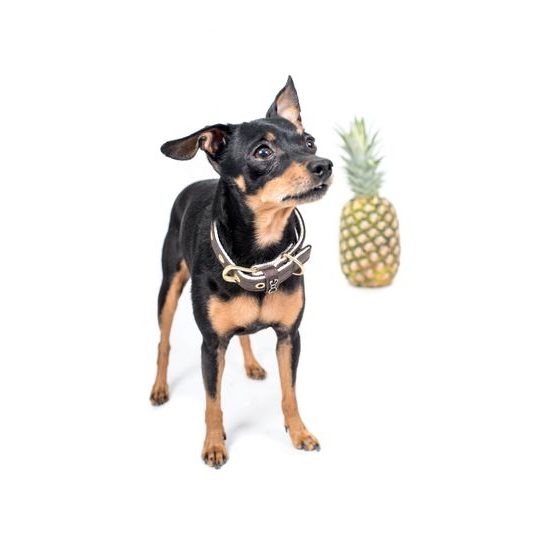 FUNKY DOG XXS Piñatex 1cm obojek a motýlek