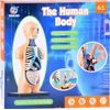 Vzdělávací sada anatomický model LIDSKÉHO TĚLA s orgány 11 dílů
