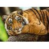 Puzzle Portét tygra 500 dílků