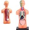 Vzdělávací sada anatomický model LIDSKÉHO TĚLA s orgány 11 dílů