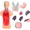 Vzdělávací sada anatomický model LIDSKÉHO TĚLA s orgány 11 dílů