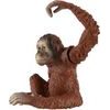 Orangutan sumaterský zooted