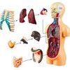 Vzdělávací sada anatomický model LIDSKÉHO TĚLA s orgány 11 dílů