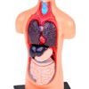 Vzdělávací sada anatomický model LIDSKÉHO TĚLA s orgány 11 dílů