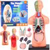 Vzdělávací sada anatomický model LIDSKÉHO TĚLA s orgány 11 dílů