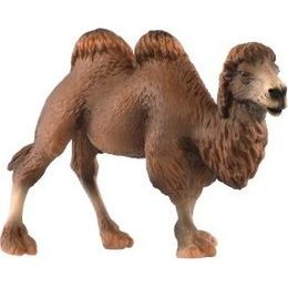 Velbloud dvouhrbý zooted