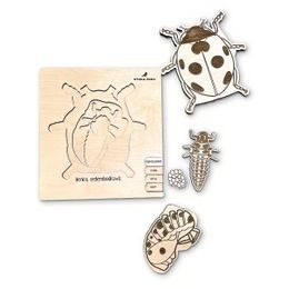 Lienka - životný cyklus - SLOVENSKÁ VERZIA