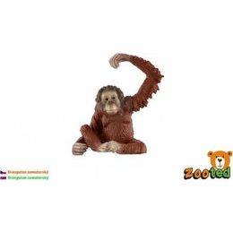 Orangutan sumaterský zooted