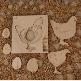 Kuře - životní cyklus - SLOVENSKÁ VERZE