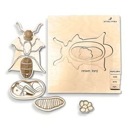 Červený mravenec - životní cykly - SLOVENSKÁ VERZE