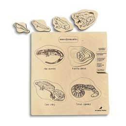 Obojživelníky - životné cyklusy - set - ČESKÁ VERZIA