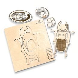 Roháč obecný – životní cyklus - SLOVENSKÁ VERZE