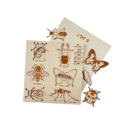 Hmyz - životný cyklus - set 6 - SLOVENSKÁ VERZIA