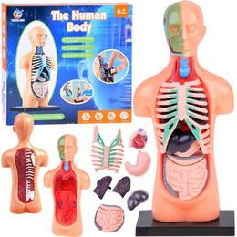 Vzdělávací sada anatomický model LIDSKÉHO TĚLA s orgány 11 dílů