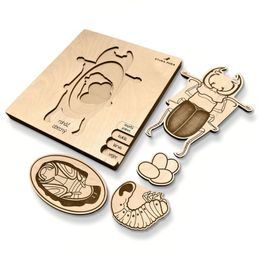 Roháč obyčajný - životný cyklus - ČESKÁ VERZIA