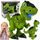 Interaktivní dinosaurus se světlem a zvuky T-Rex
