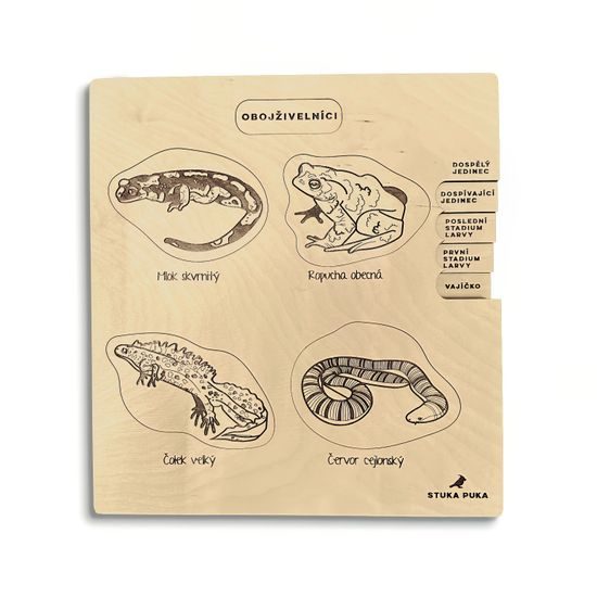 Obojživelníky - životné cyklusy - set - ČESKÁ VERZIA