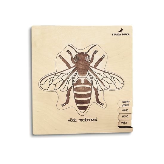 Včela - životní cyklus - ČESKÁ VERZE