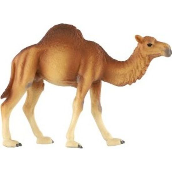 Velbloud jednohrbý zooted