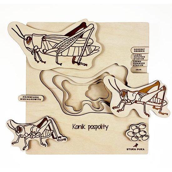 Kobylka - životný cyklus