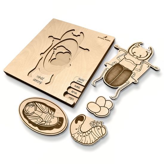 Roháč obyčajný - životný cyklus - ČESKÁ VERZIA