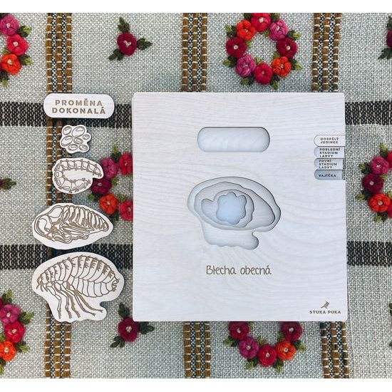 Lidská blecha - životní cyklus