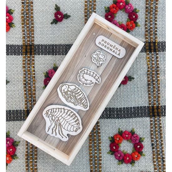 Lidská blecha - životní cyklus