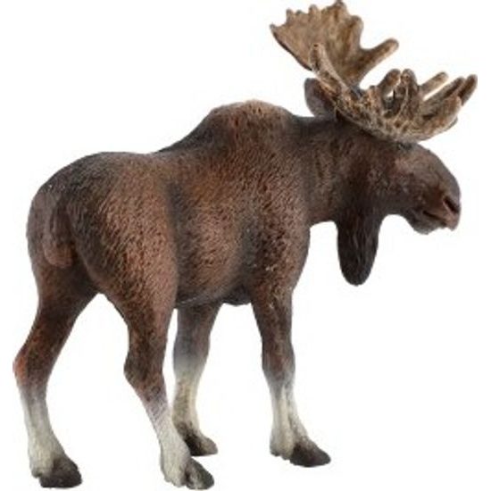 Los evropský zooted