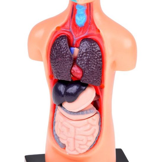 Vzdělávací sada anatomický model LIDSKÉHO TĚLA s orgány 11 dílů