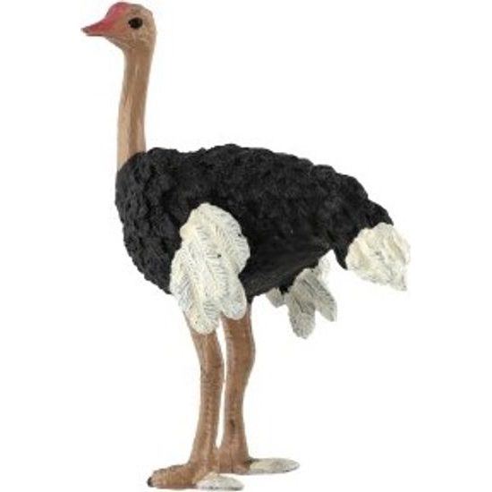 Pštros dvouprstý zooted