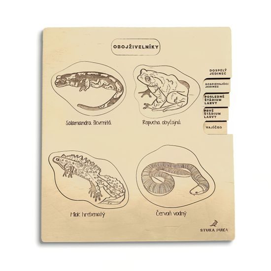 Obojživelníky - životné cyklusy - set - ČESKÁ VERZIA
