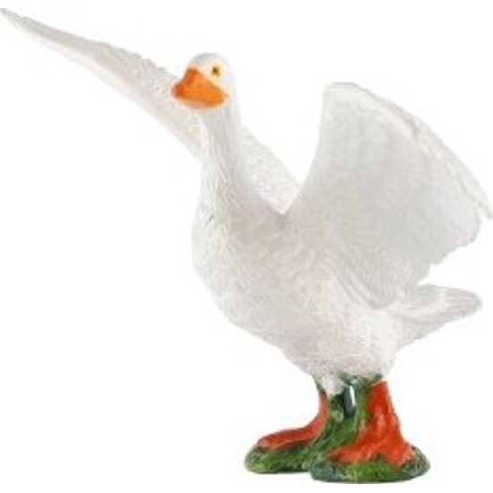 Husa domácí zooted