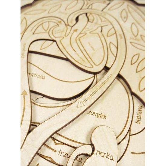 Telo - anatómia - edukatívne drevené puzzle - ČESKÁ VERZIA