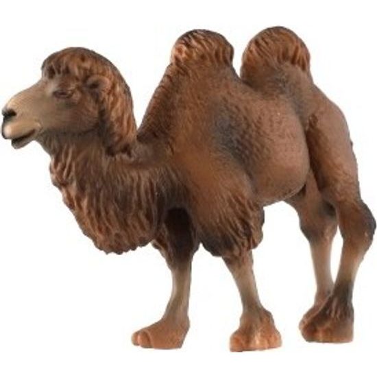 Velbloud dvouhrbý zooted