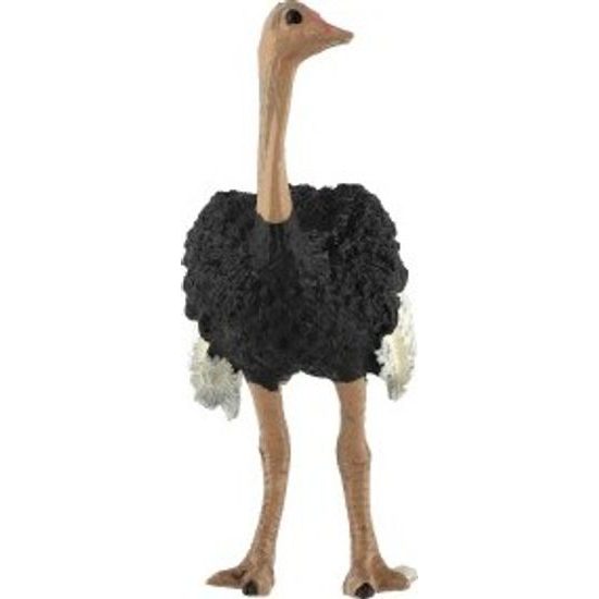 Pštros dvouprstý zooted