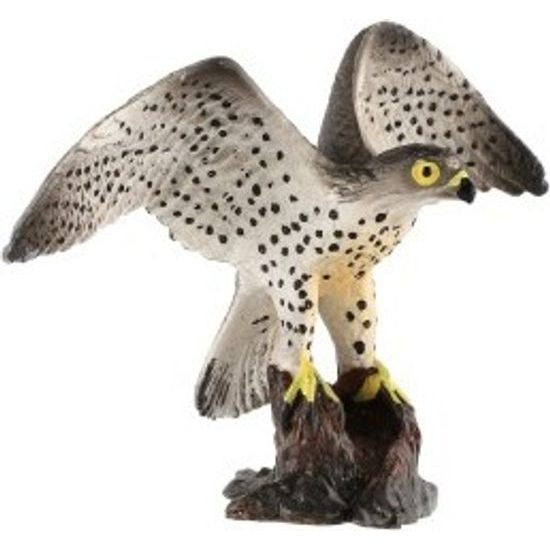 Sokol stěhovavý zooted