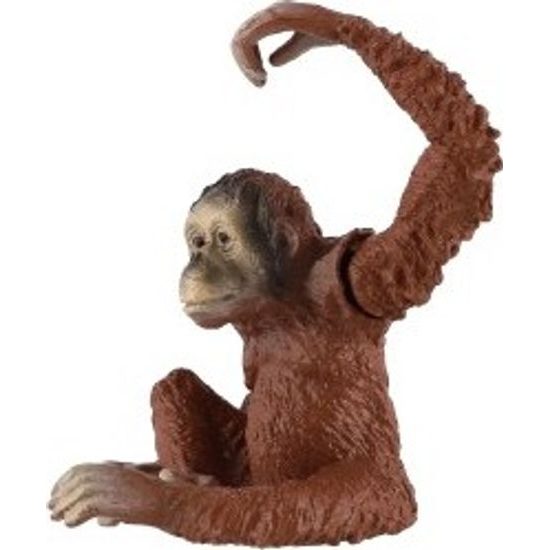 Orangutan sumaterský zooted