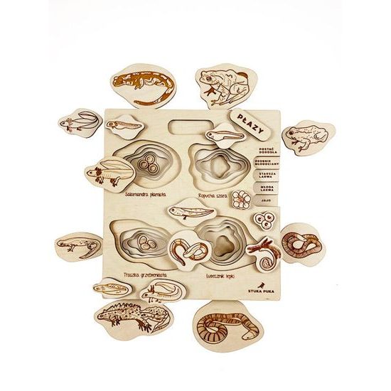 Obojživelníky - životné cyklusy - set - ČESKÁ VERZIA