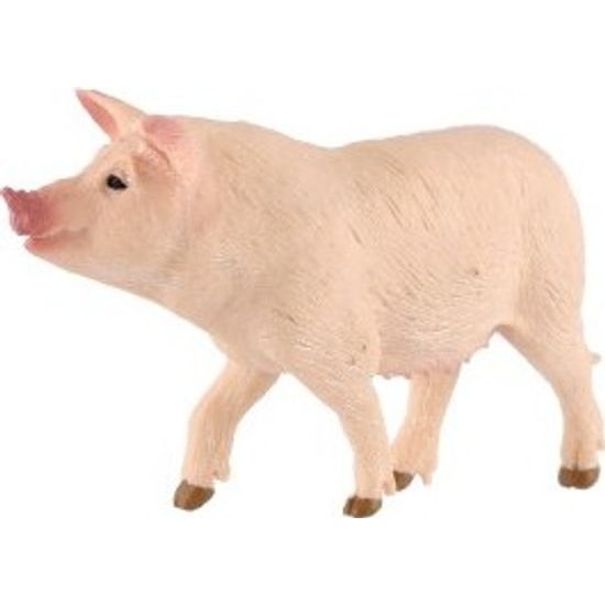 Prase domácí zooted