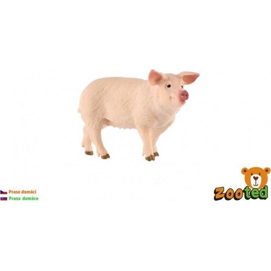 Prase domácí zooted