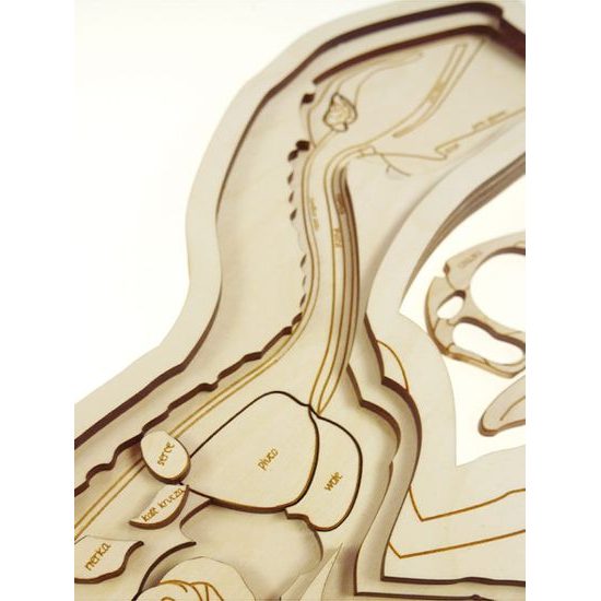 Dinosaurus - anatómia tela - edukatívne puzzle - ČESKÁ VERZIA