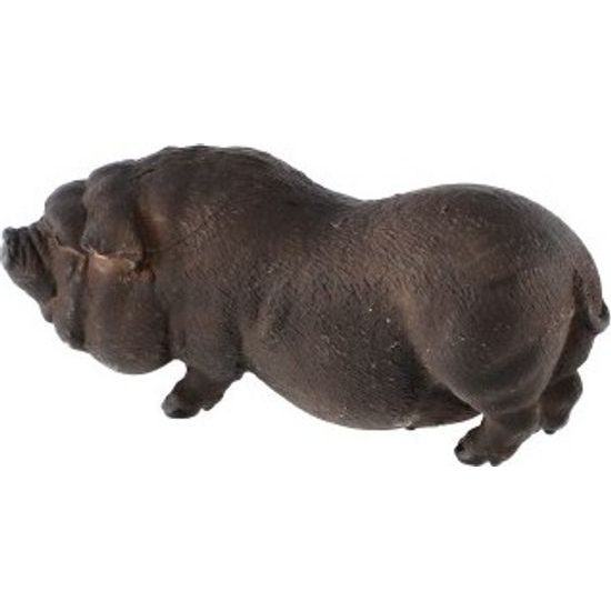 Prase vietnamské zooted