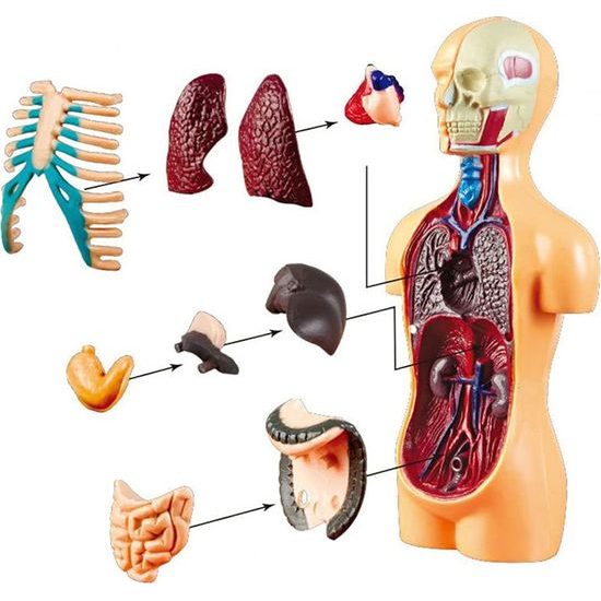 Vzdělávací sada anatomický model LIDSKÉHO TĚLA s orgány 11 dílů