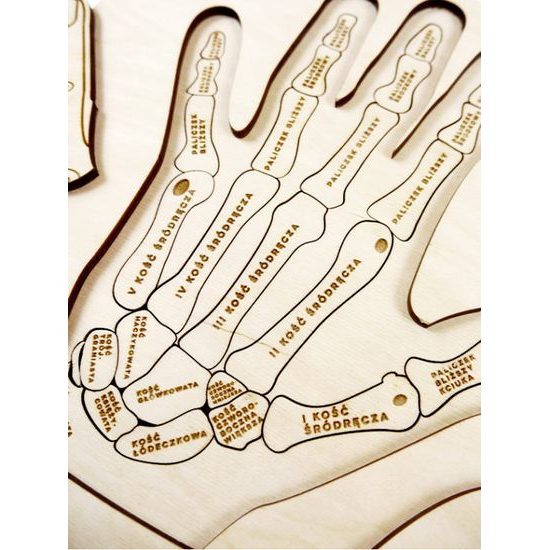 Ruka - anatomie - edukativní dřevěné puzzle - ČESKÁ VERZE
